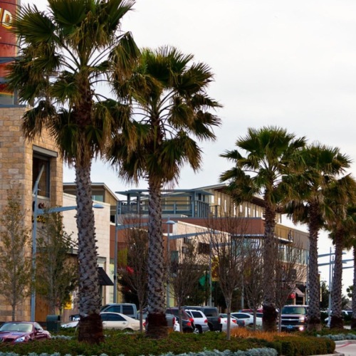 a plaza with palm trees and cars